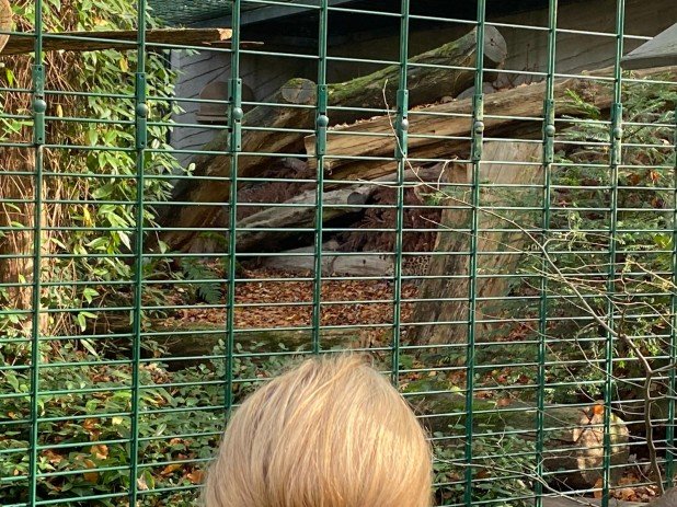 LAP_Zoo2