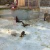 LAP_Zoo2
