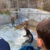 LAP_Zoo2
