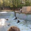 LAP_Zoo2