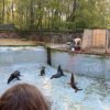 LAP_Zoo2