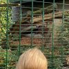LAP_Zoo2