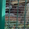 LAP_Zoo2