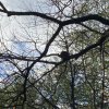 LAP_Zoo2