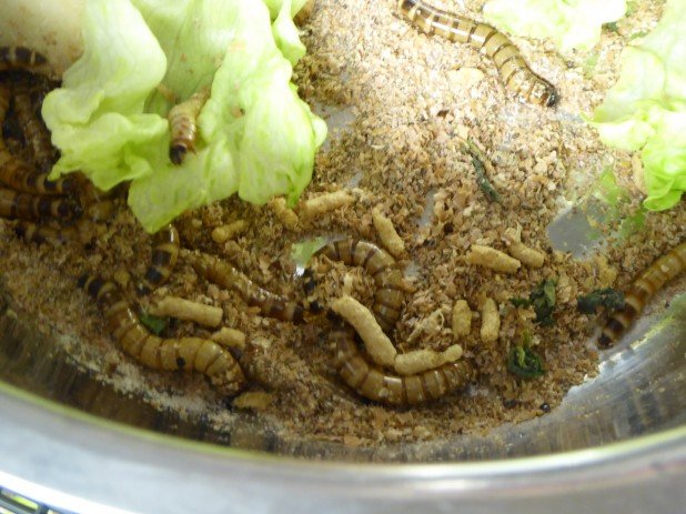 MER-Tierheim