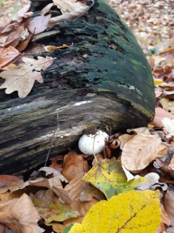 MOL-Waldspiele