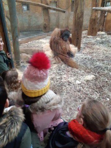 MOL-Zoo