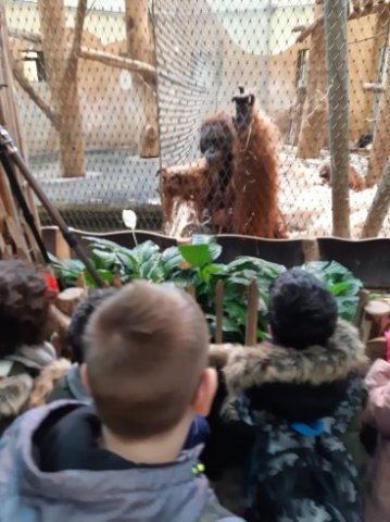 MOL-Zoo
