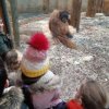 MOL-Zoo