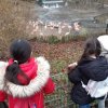 MOL-Zoo