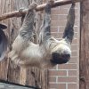 MOL-Zoo