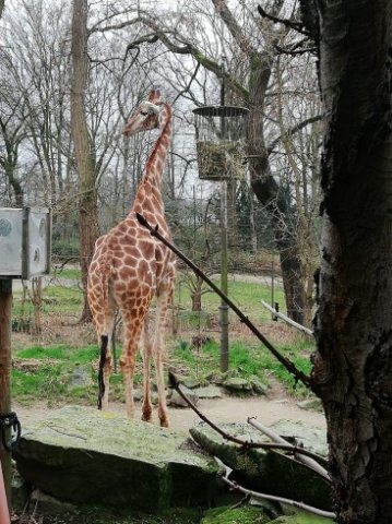 SCHR_Zoo