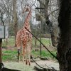 SCHR_Zoo