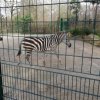 SCHR_Zoo