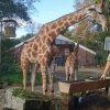 SCHU-SOB-Zoo-2