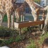 SCHU-SOB-Zoo-2