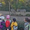 SCHU-SOB-Zoo-2